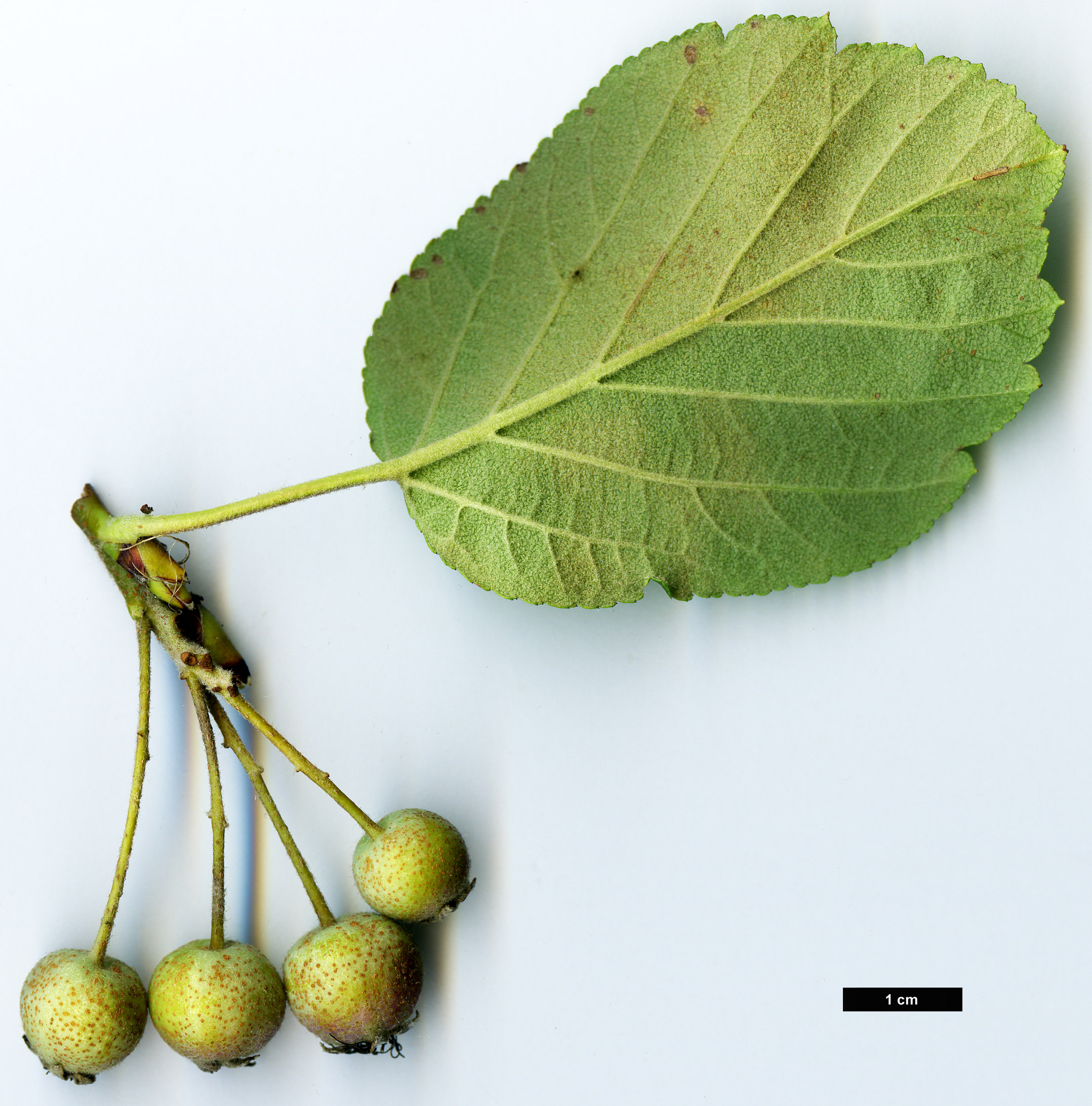 High resolution image: Family: Rosaceae - Genus: Malus - Taxon: yunnanensis - SpeciesSub: var. veitchii High resolution image: Family: Rosaceae - Genus: Malus - Taxon: yunnanensis - SpeciesSub: var. veitchii